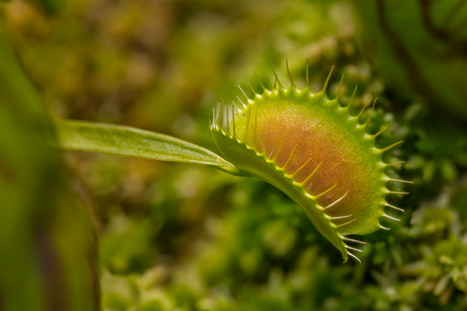 Venus Fly Trap