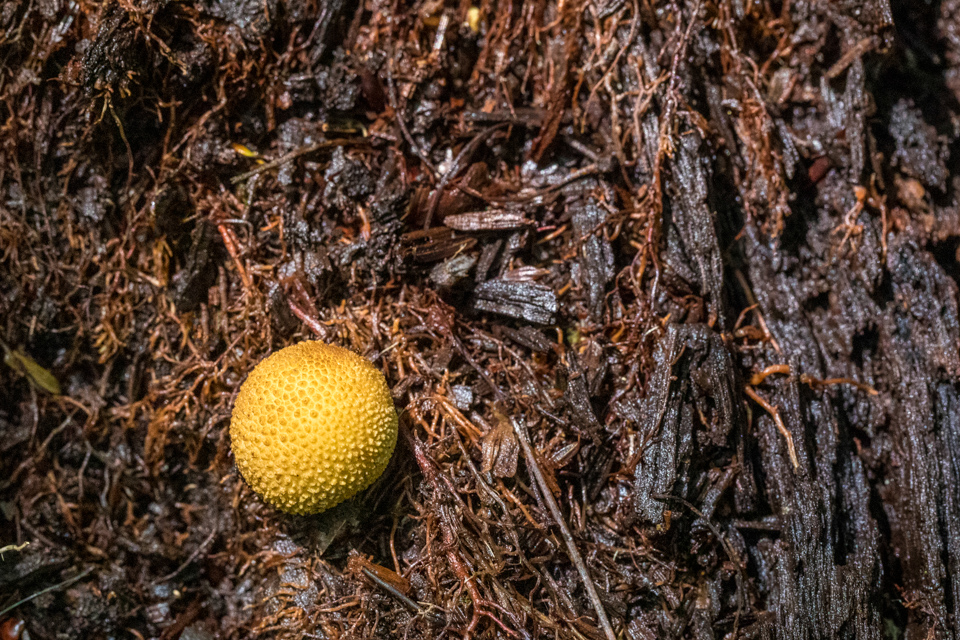 Yellow Golf Ball 