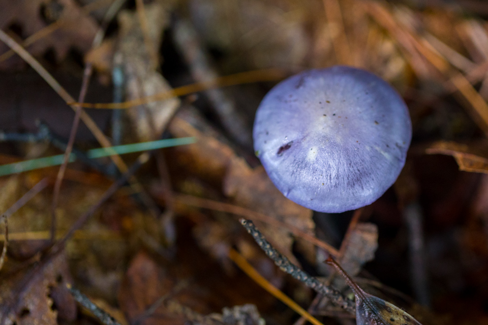 Purple Shroom