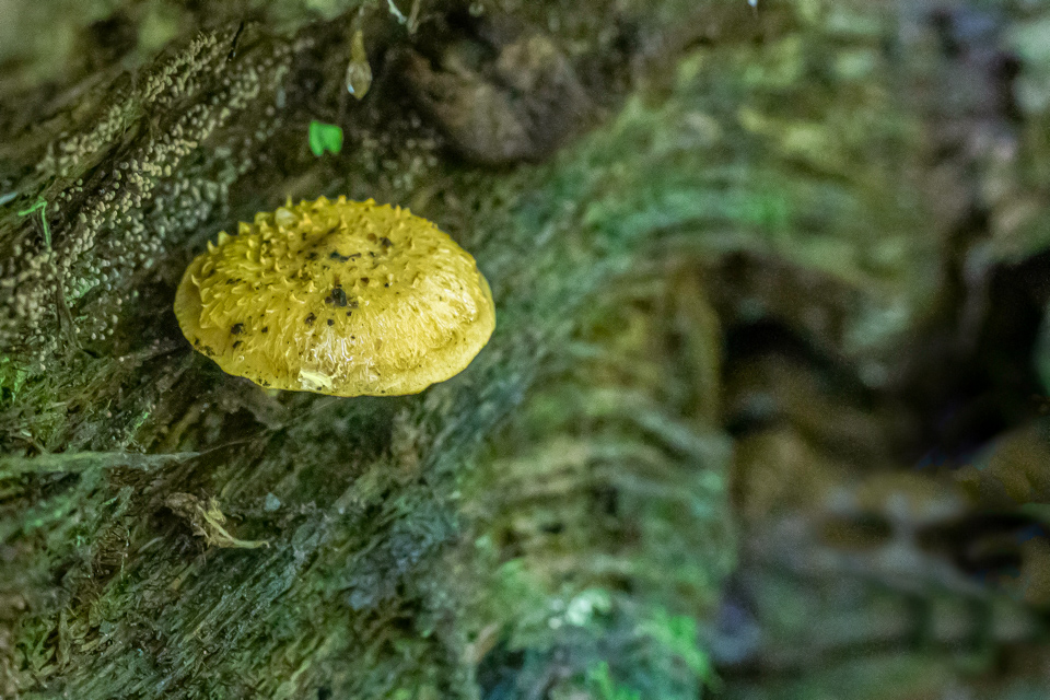Tree Decoration 