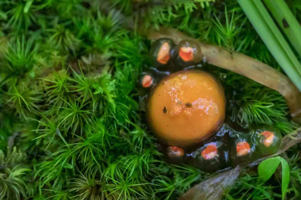 Slimy Shroom
