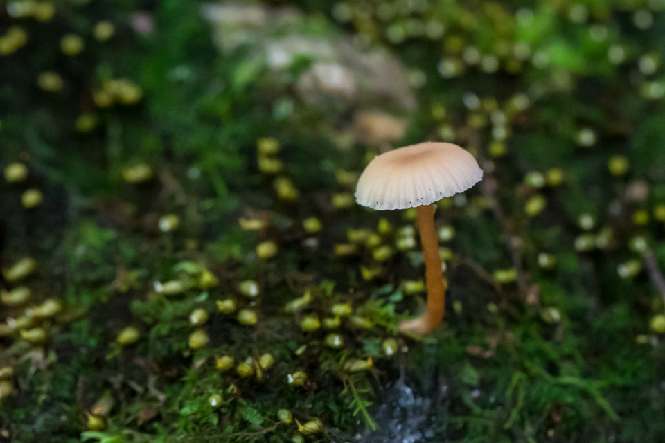 Mushroom in Flowers