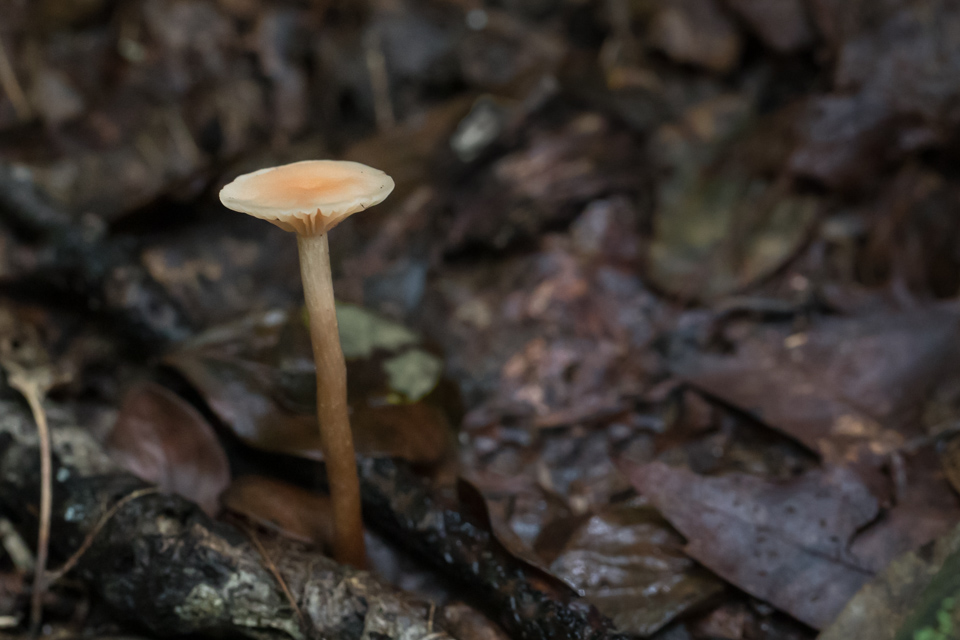 Pencil  Shroom