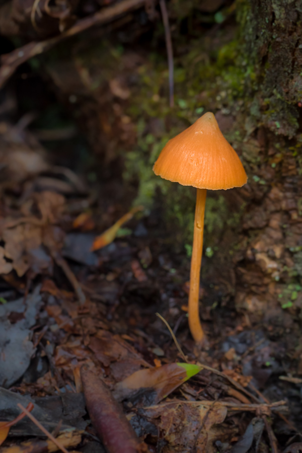Orange Umbrella