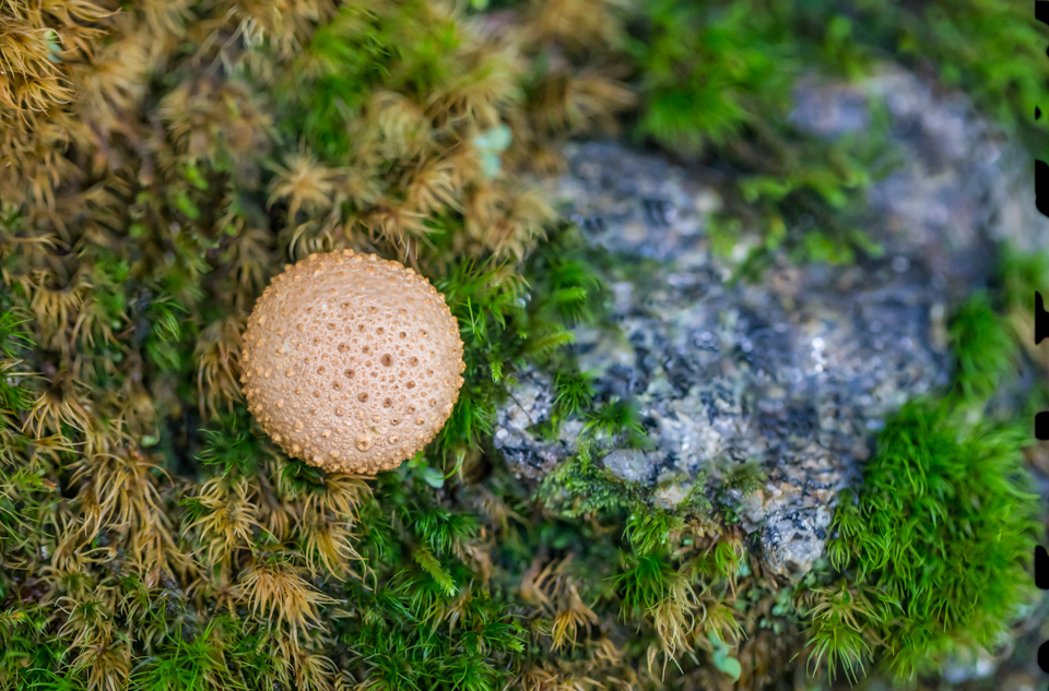 Bumpy Shroom