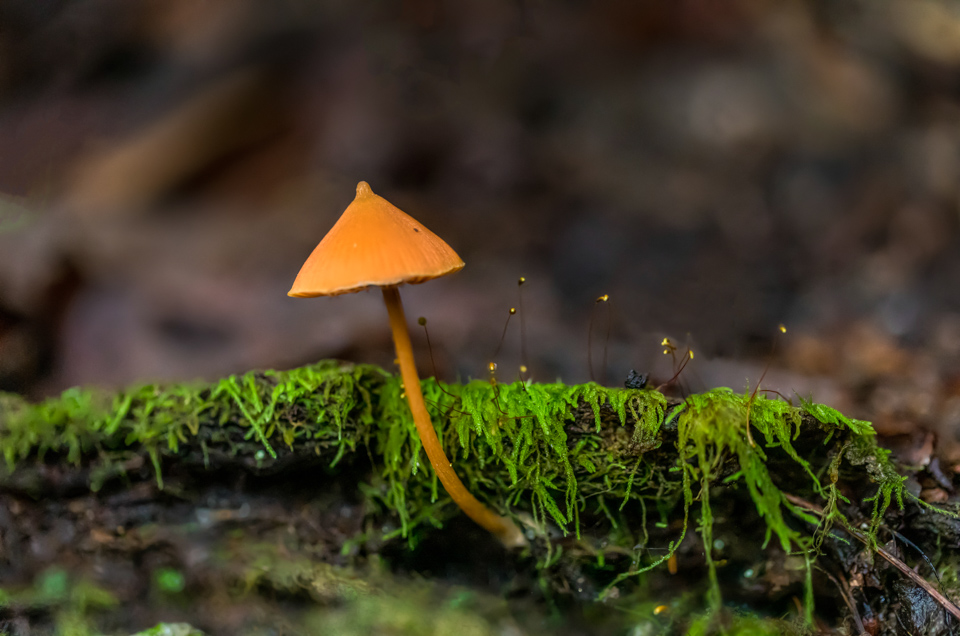 Orange on Green