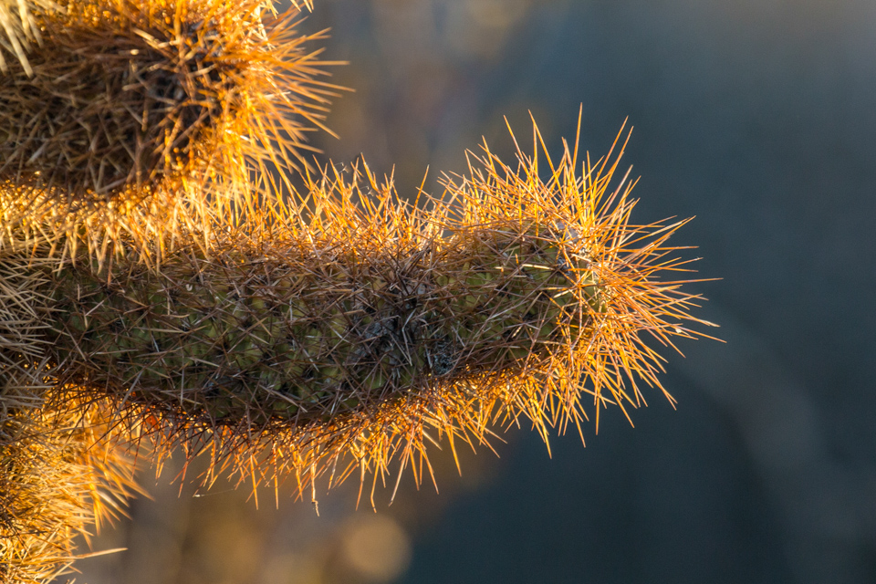Golden Spines