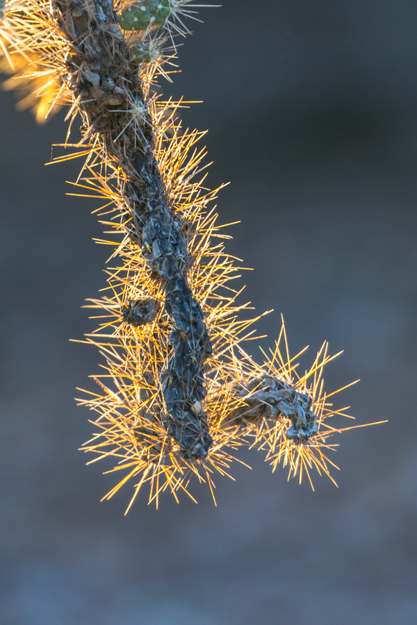 Old Branch