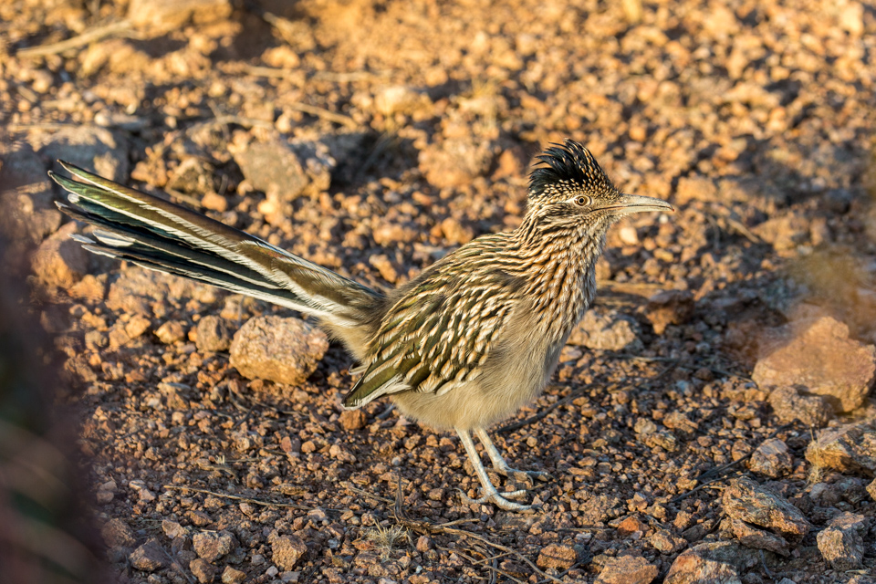 Roadrunner