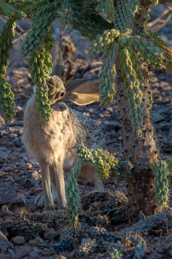 Cholla Breakfast