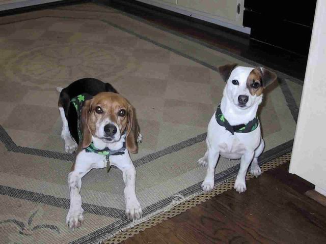 Baileys and Sweet Pea on St Patricks Day