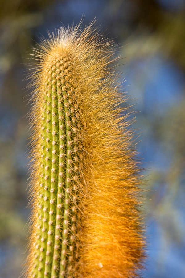 Cactus Mane