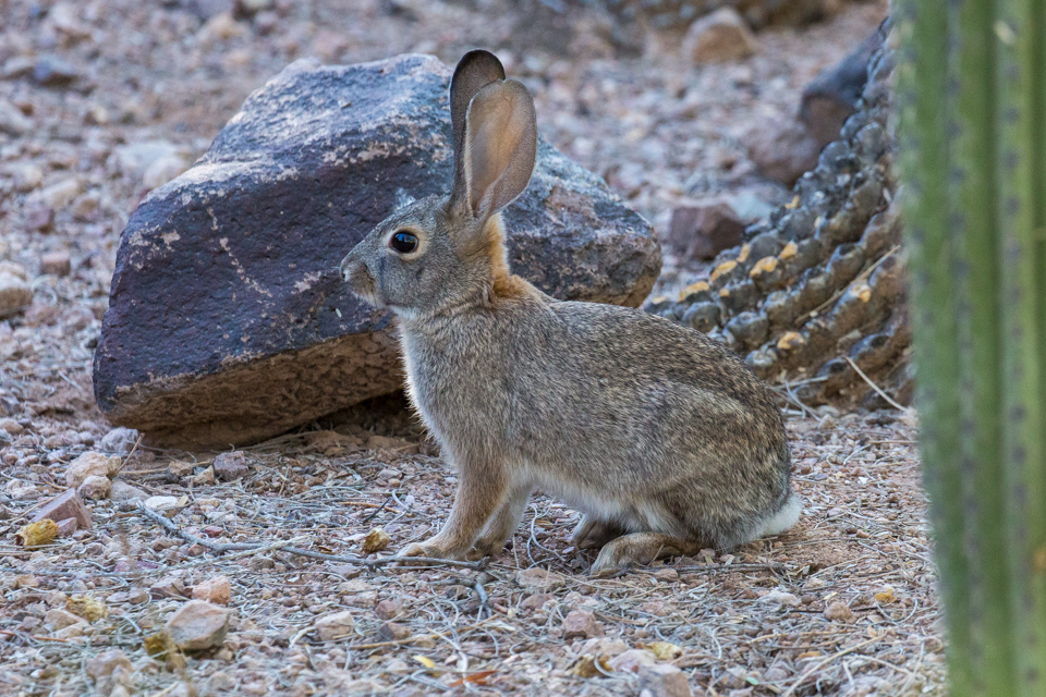 Desert Bunny