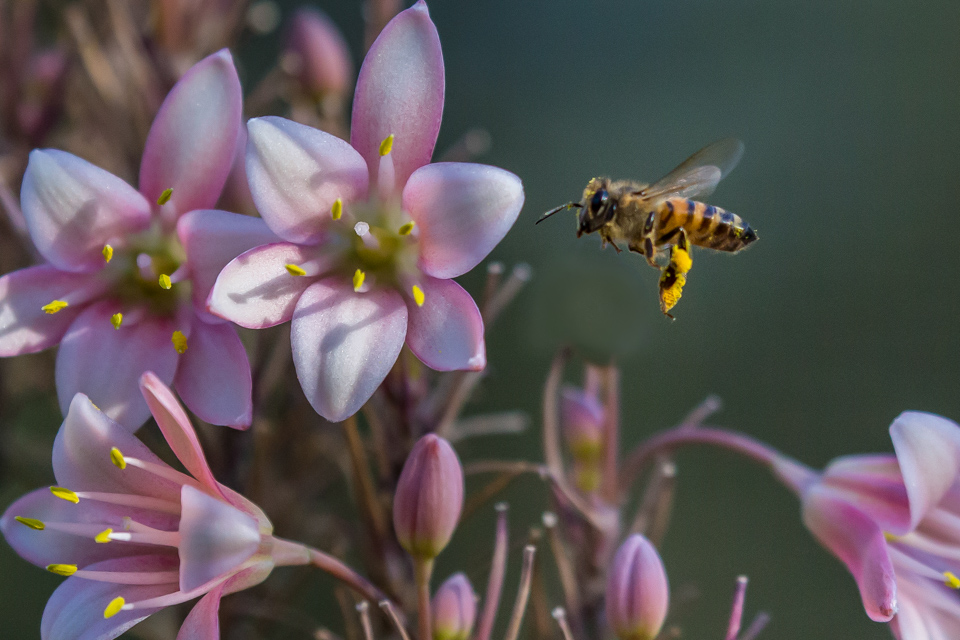 Looking for Pollen