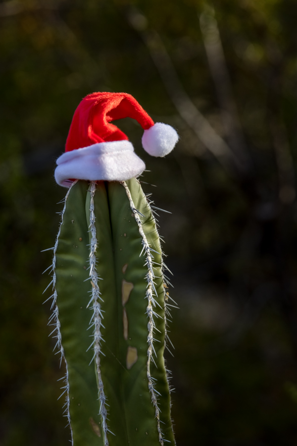 Desert Santa