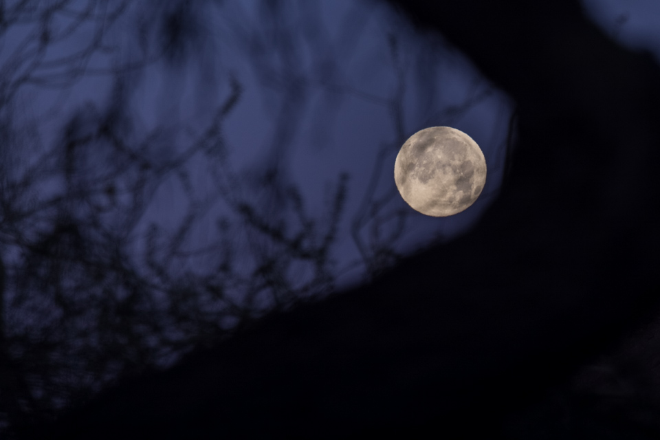 Desert Moon