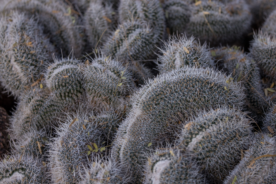 Desert Brains