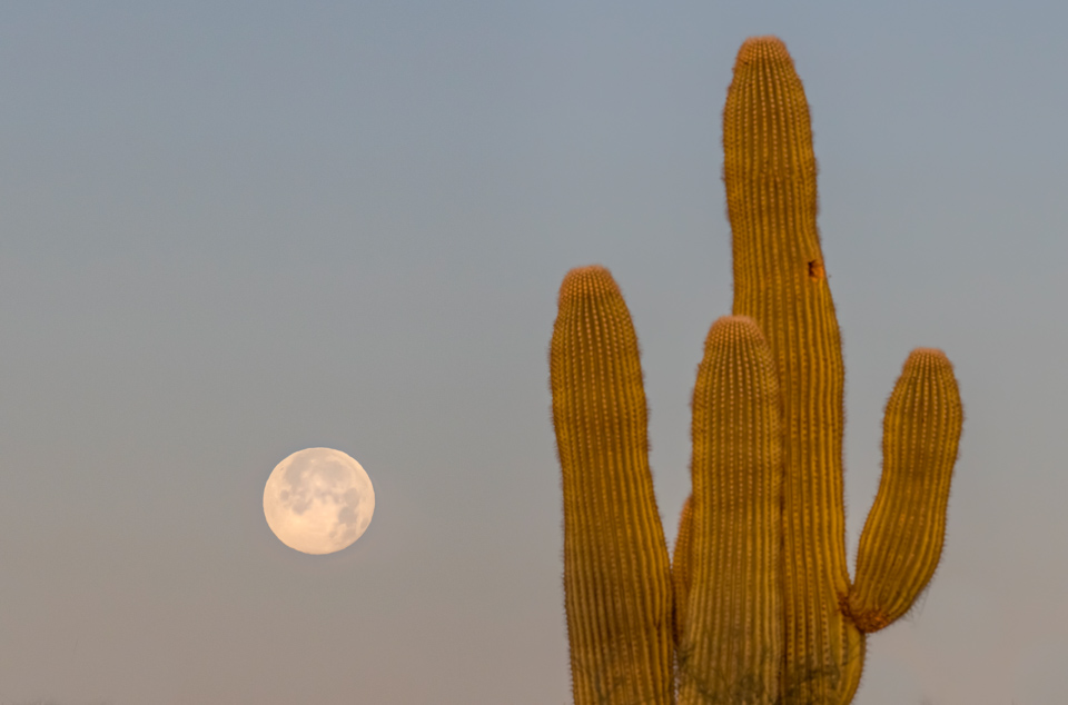 Saguaro and Moon