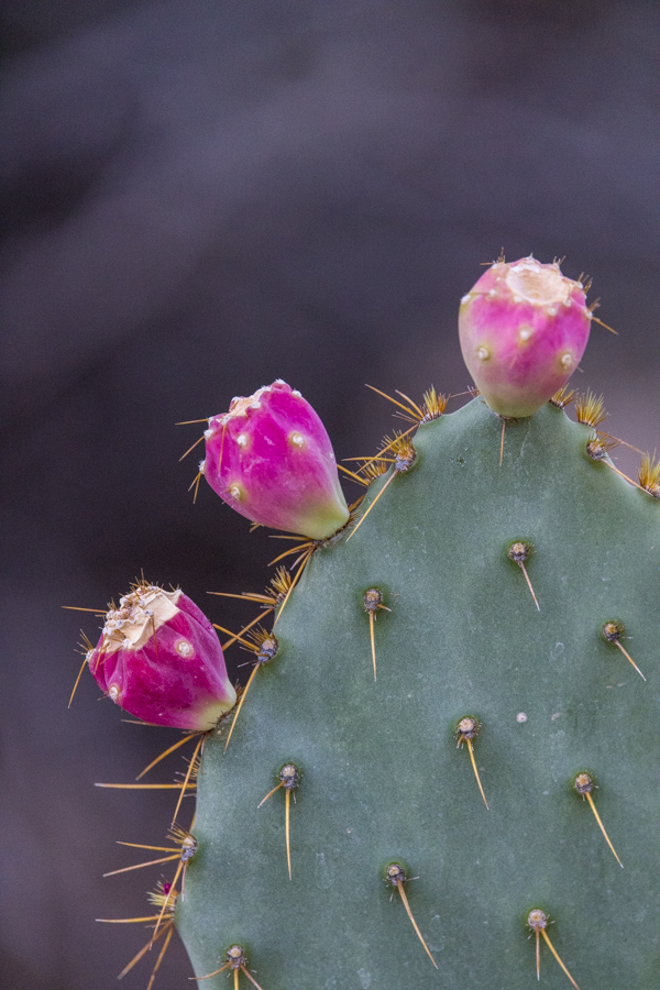 Pretty Buds
