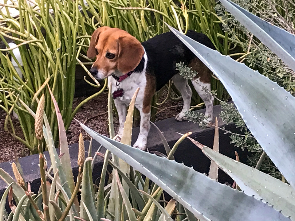 Among the cactus