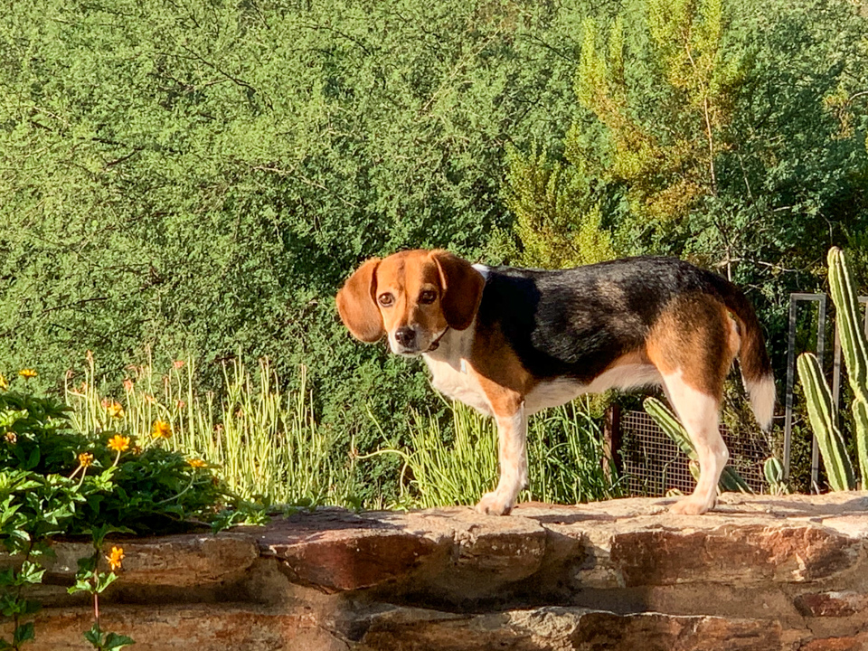 Walking the Wall