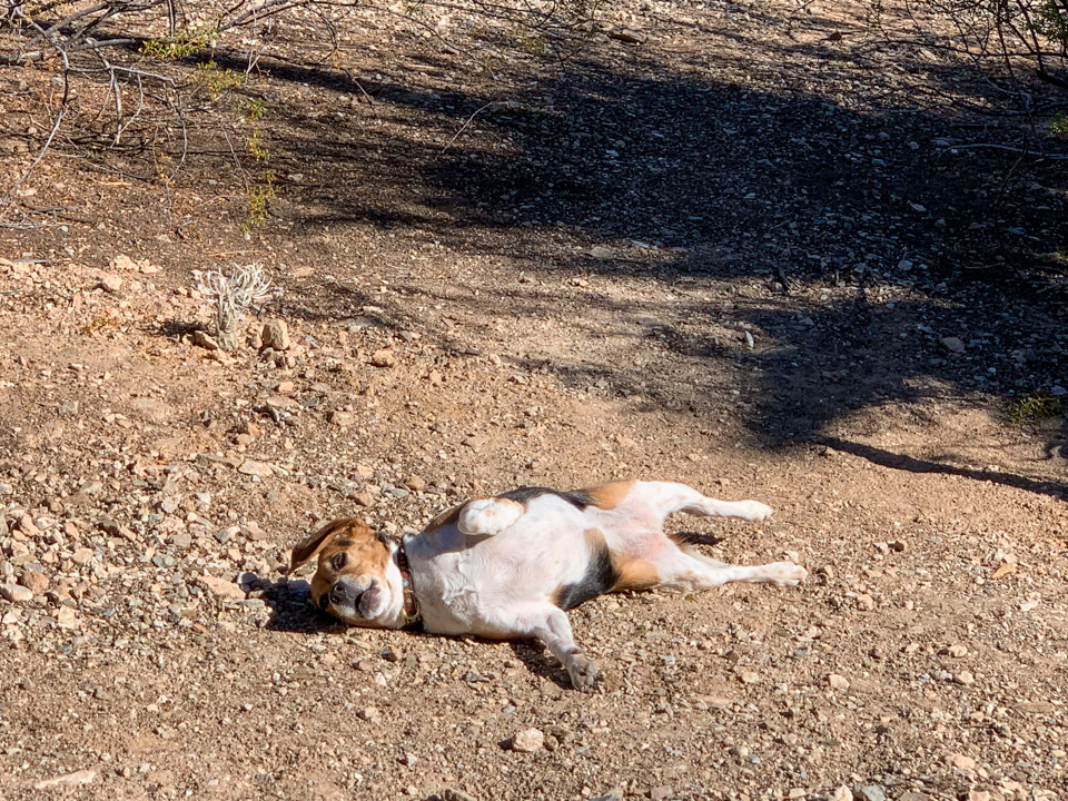 Dust Bath