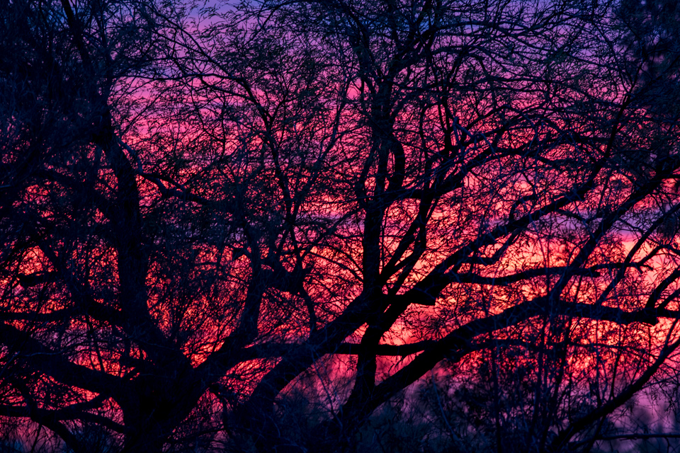 Sunset in the Mesquites
