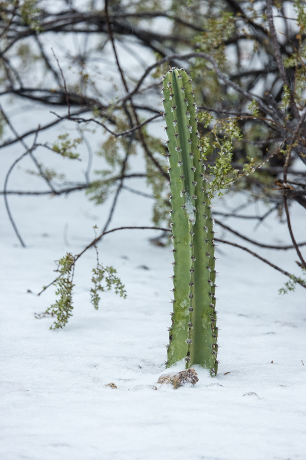 Snow Cactus