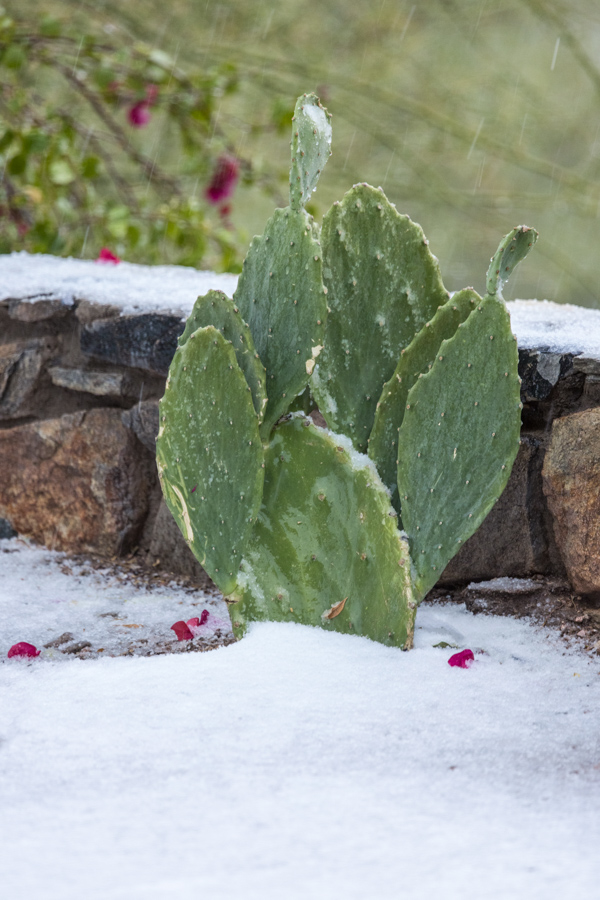 Cold Prickly Pear