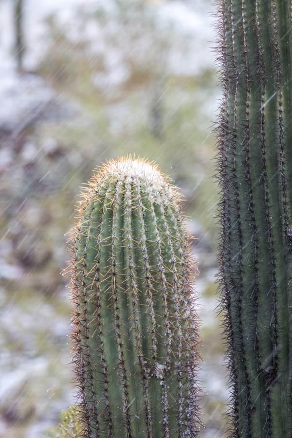 Saguaro Snow Top 