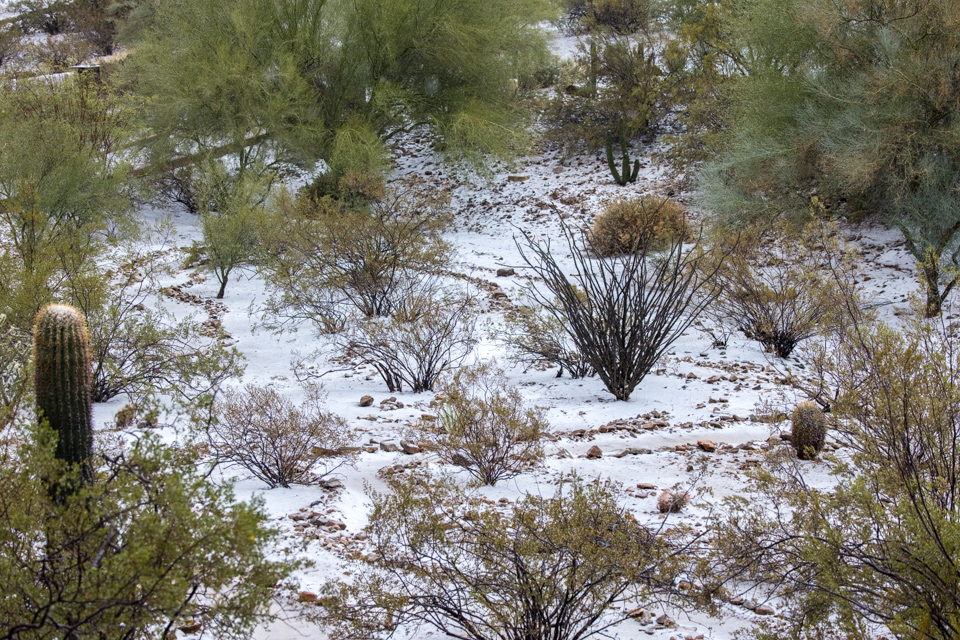 Front Yard in Snow