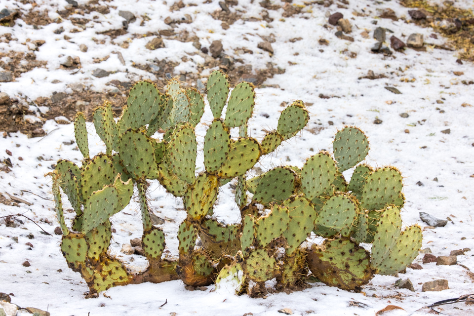 White Desert