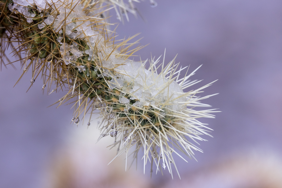 Cool Cholla