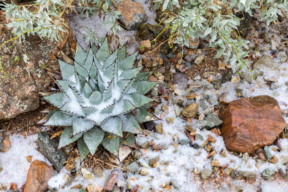 Cold Agave