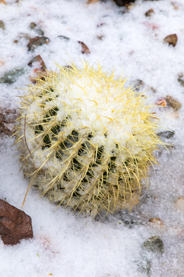 Snowy Golden