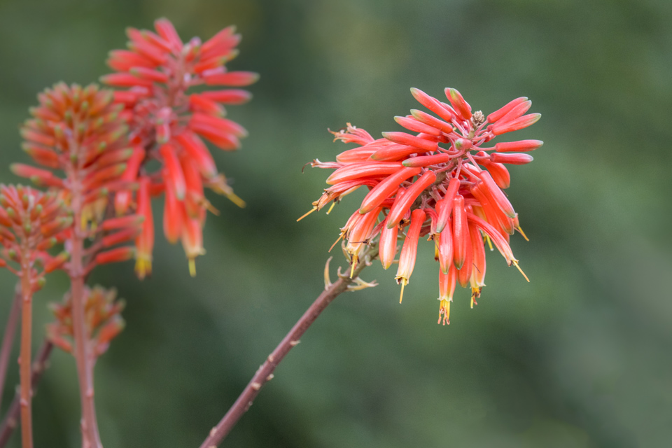 Aloe Red