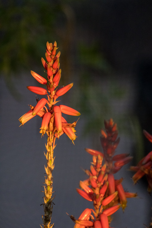 Aloe at Sunrise