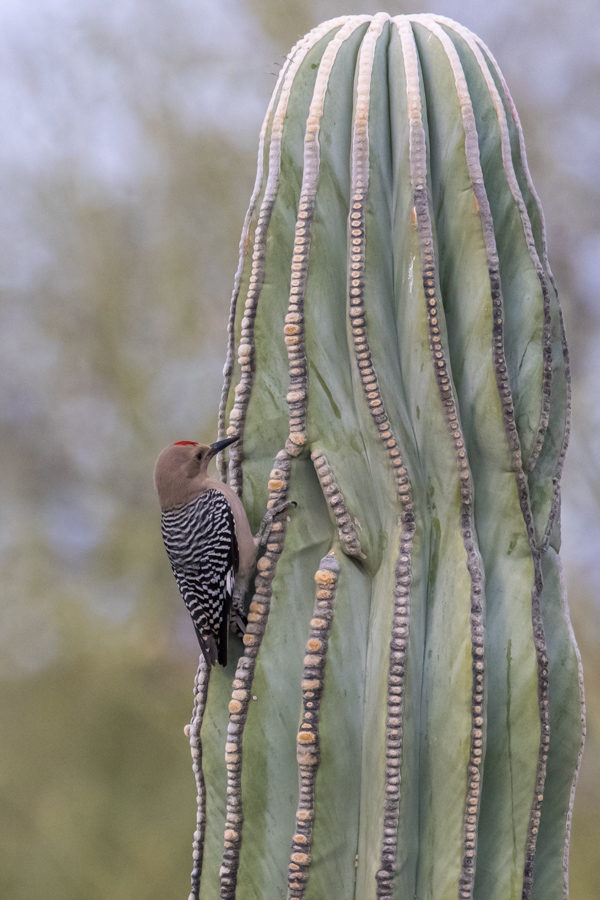 Cactuspecker?