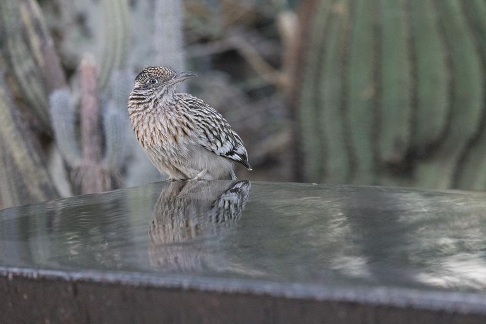 Drinking Roadrunner