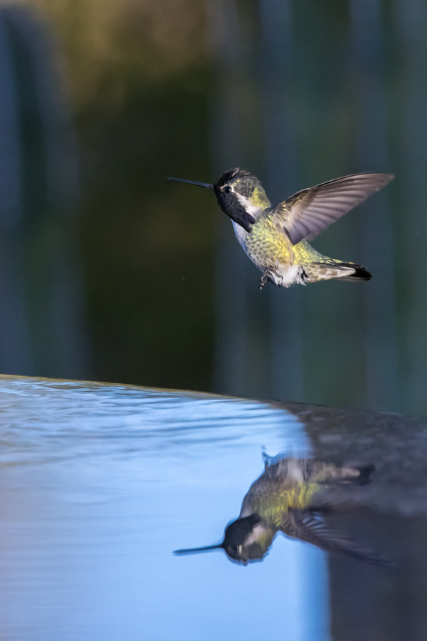 Flying Reflection