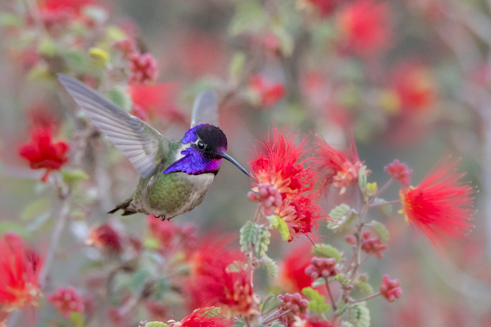 Purple Throat