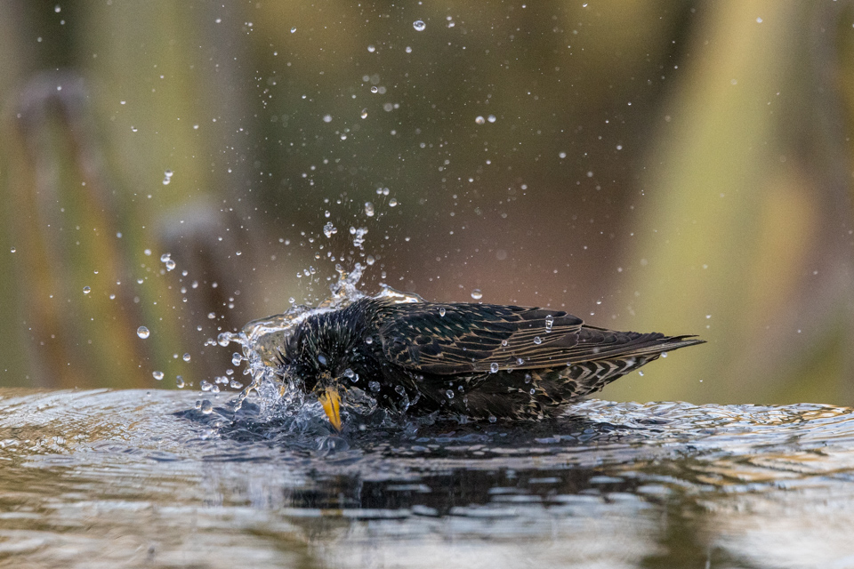 Starling Bath
