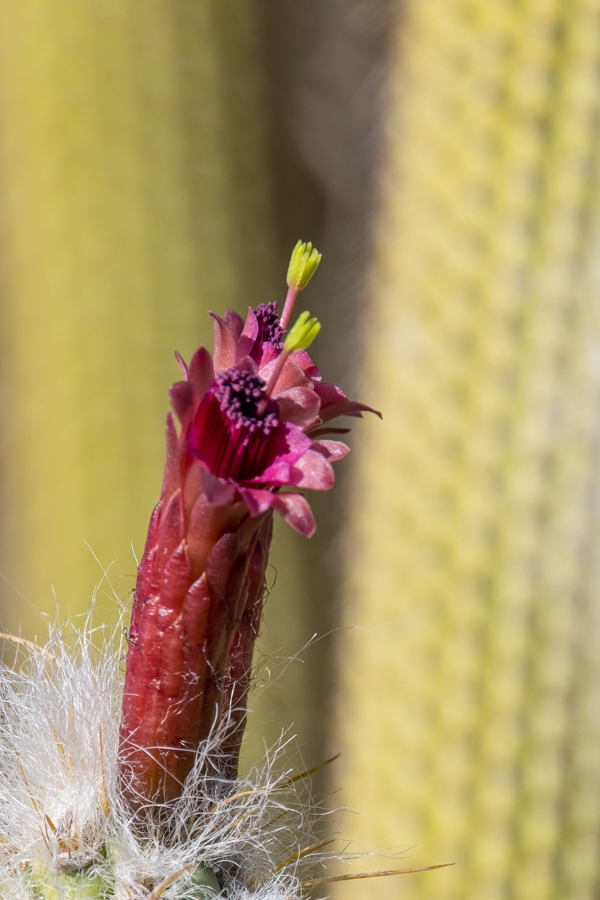 Long Flower