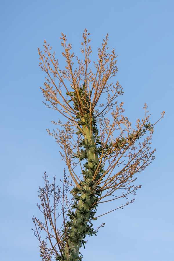 Boojum Tree