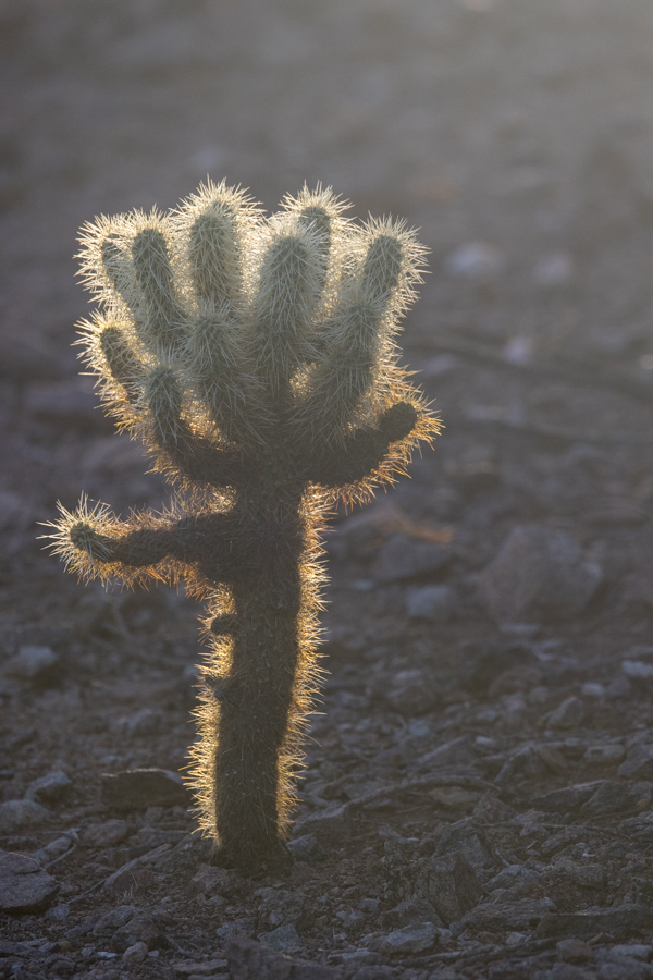 Soft Cholla