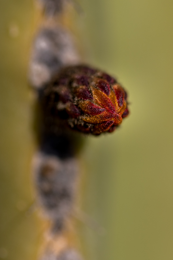Cactus Bud