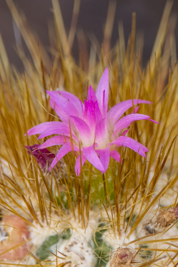 Tiny Flower