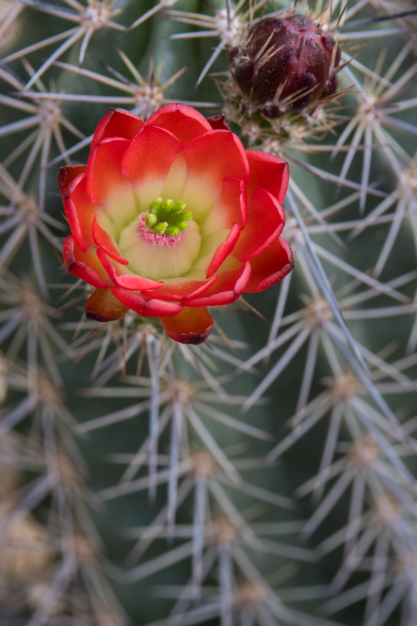 Neon Flower