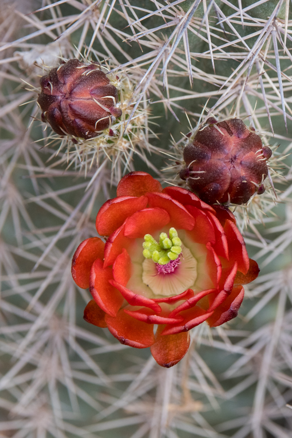 Cactus Flower