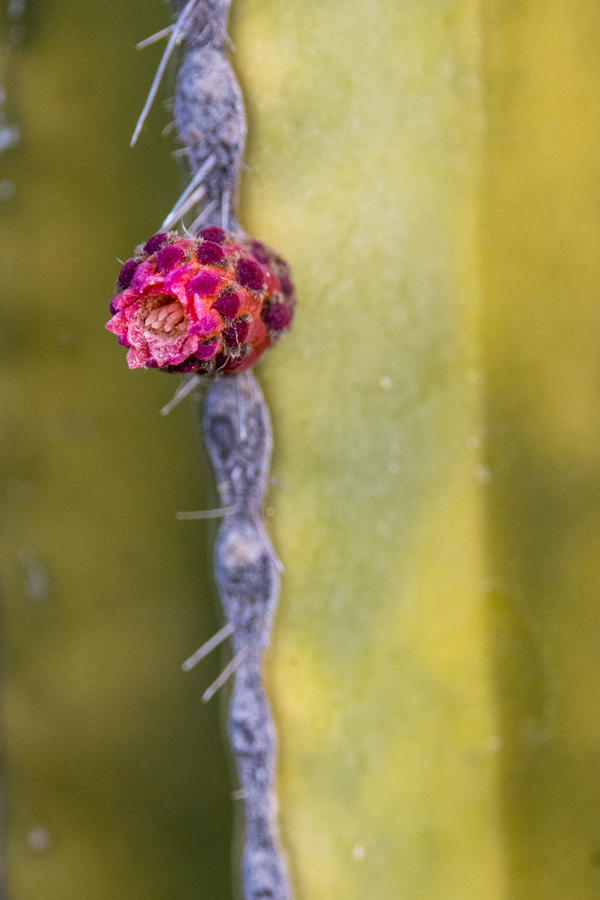 Tube Flower
